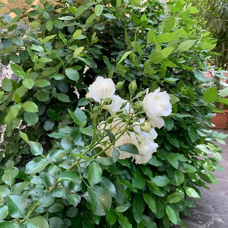 Apartament Casa Beraldini Werona