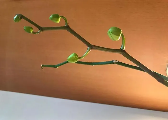 Casa Beraldini Apartamento